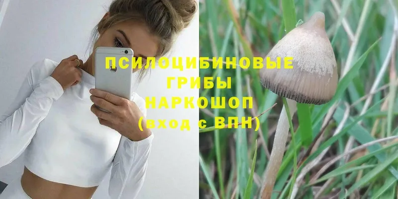 Псилоцибиновые грибы Psilocybine cubensis  Пикалёво 